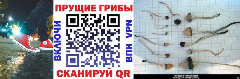 Галлюциногенные грибы Magic Shrooms  blacksprut онион  Светлогорск 